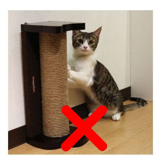 三亿体育.(中国)官方网站终于找到了！让猫咪不挠沙发的办法！(图2)
